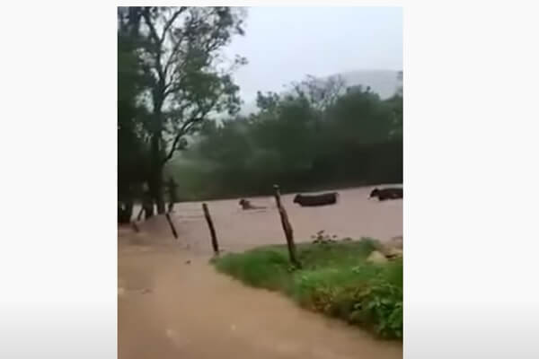 Vídeo: Bois são levados por correnteza no interior do RN