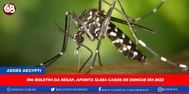 casos de dengue em 2022