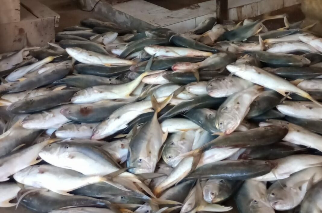 Pescadores capturam 5 toneladas de peixes