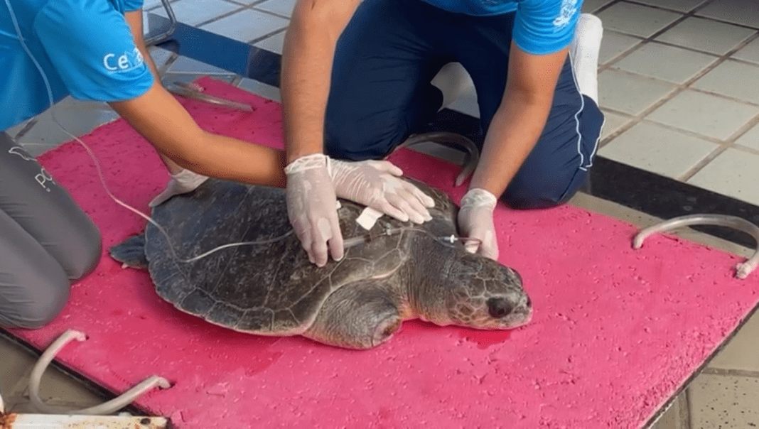 Tartaruga encontrada presa a rede de pesca e com três nadadeiras amputadas é resgatada em Natal
