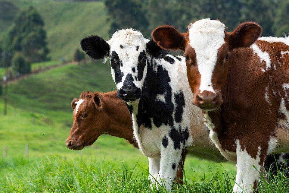 Vaca Louca: Brasil investiga suspeita de doença