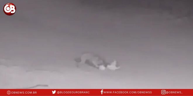 Vídeo mostra ataque de cão