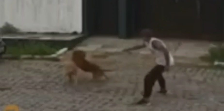 Após causar revolta, dono de pitbull que atacou labrador é apenas intimado a depor – Blog Jair Sampaio