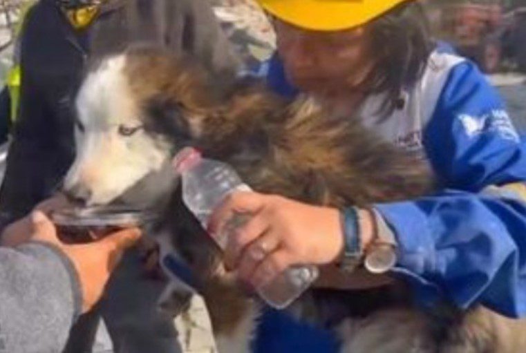 [VÍDEO] Cachorro é resgatado com vida em escombros 23 dias após terremoto na Turquia