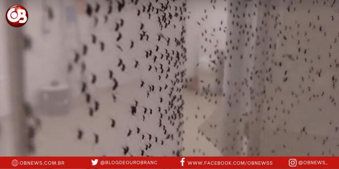 biofábrica de mosquitos com método Wolbachia no Brasil