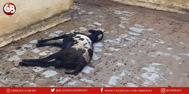 Falta de sombreamento em curral do matadouro público causa morte de animais