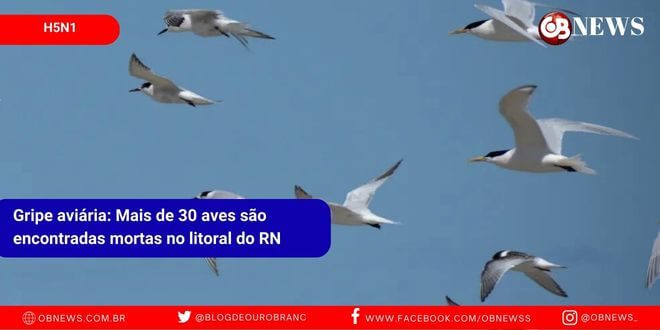 Gripe aviária: Mais de 30 aves são encontradas mortas no litoral do RN