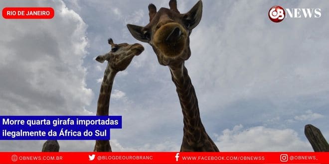 Morre quarta girafa importadas ilegalmente da África do Sul