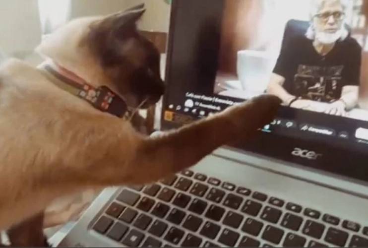 Vídeo de gata “procurando” por tutor que morreu emociona a web