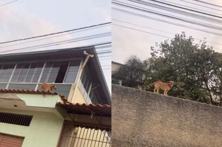 Cadela “alpinista” é flagrada passeando em cima de telhados e muros; VÍDEO