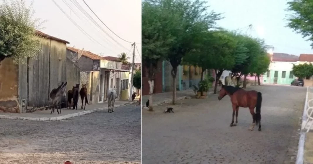 OURO BRANCO: Animais soltos pelas ruas revela negligência do poder público