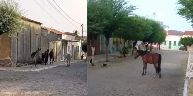 OURO BRANCO: Animais soltos pelas ruas revela negligência do poder público