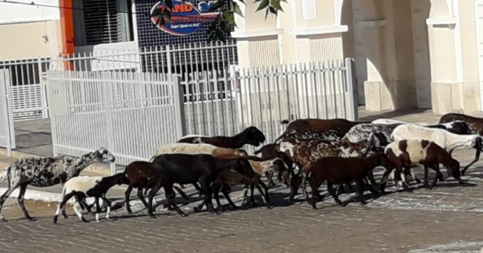 OURO BRANCO: Festa dos bichos na cidade