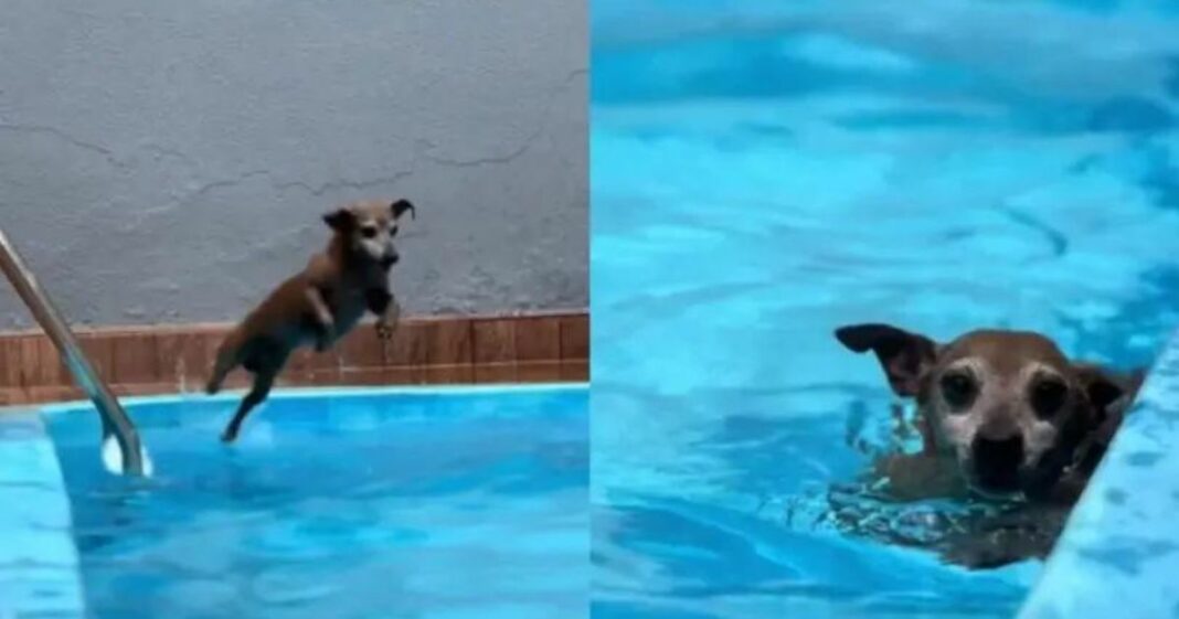 Tutor compartilha rotina de cão que ama piscina e viraliza