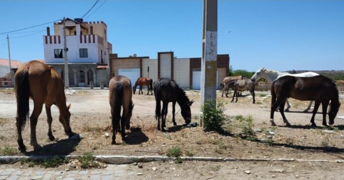 rebanho de equino