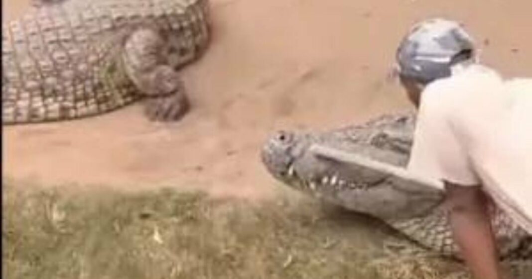 Vídeo: Crocodilo quase arranca órgãos genitais de cuidador durante apresentação