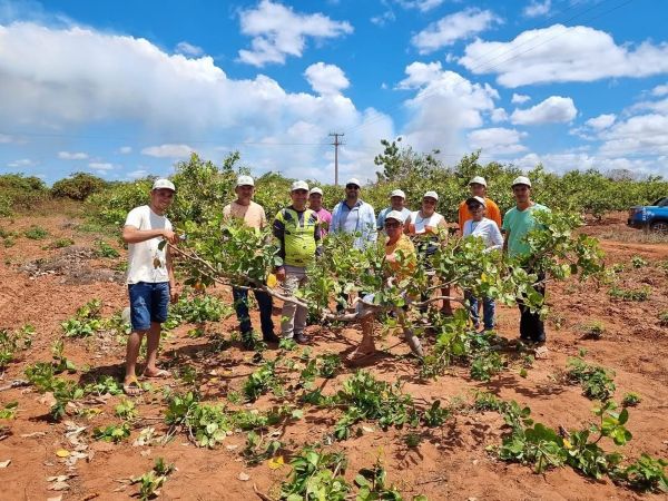 Touros: Secretaria de Agricultura realiza curso de Poda e Enxertia do Cajueiro em Zabelê e Cajá