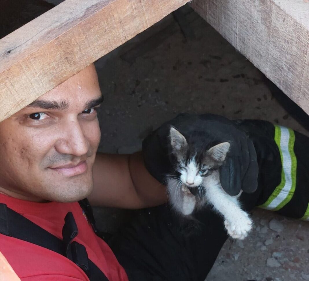 Bombeiros do RN resgatam 4 filhotes de gato em teto de residência em Assú