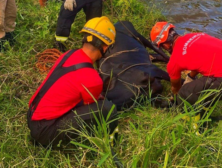 Vaca é resgatada após cair em área úmida no interior do RN