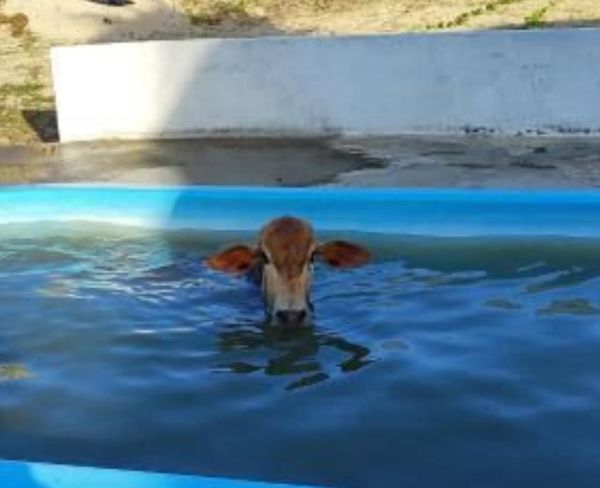 Vaca invade casa de praia e entra em piscina para fugir do calor no litoral do RN